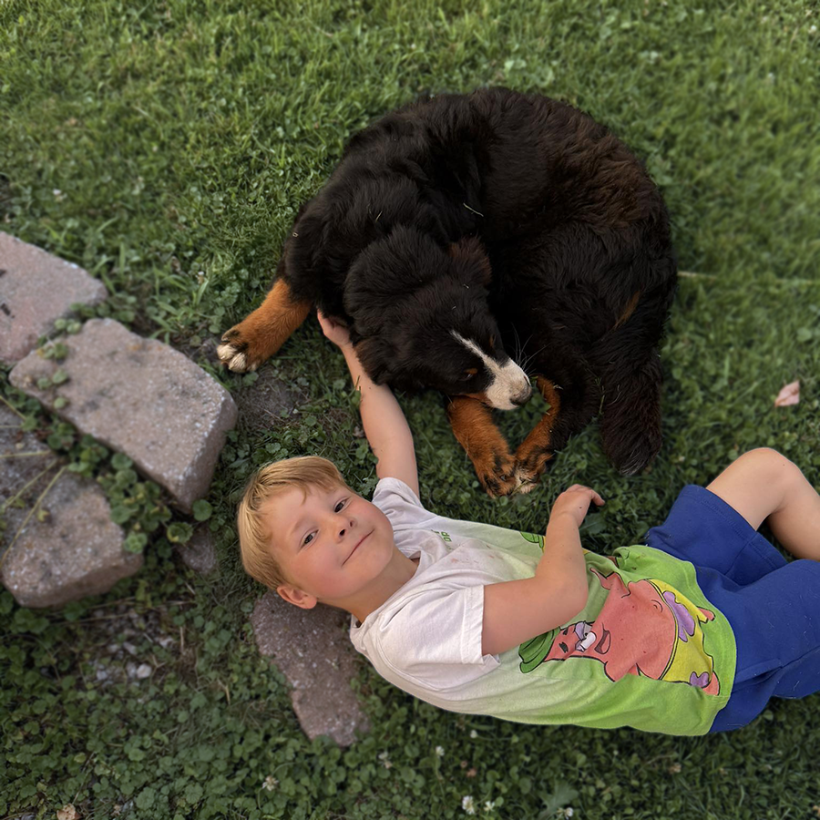 Bernese Mountain Dogs for sale in Ohio Muddy Creek Puppies