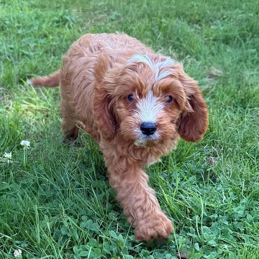 Cavapoos for sale in Ohio Muddy Creek Puppies