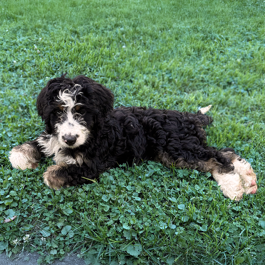 F1 Bernedoodles for sale in Ohio Muddy Creek Puppies
