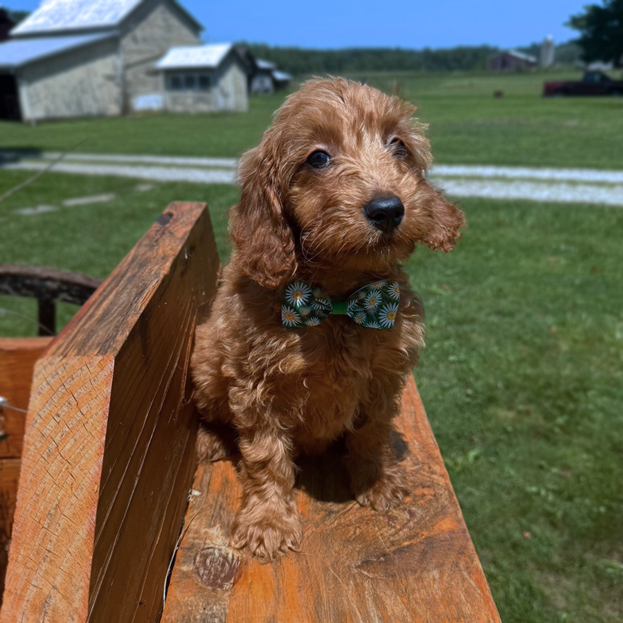 F1 Mini Goldendoodles for sale in Ohio Muddy Creek Puppies