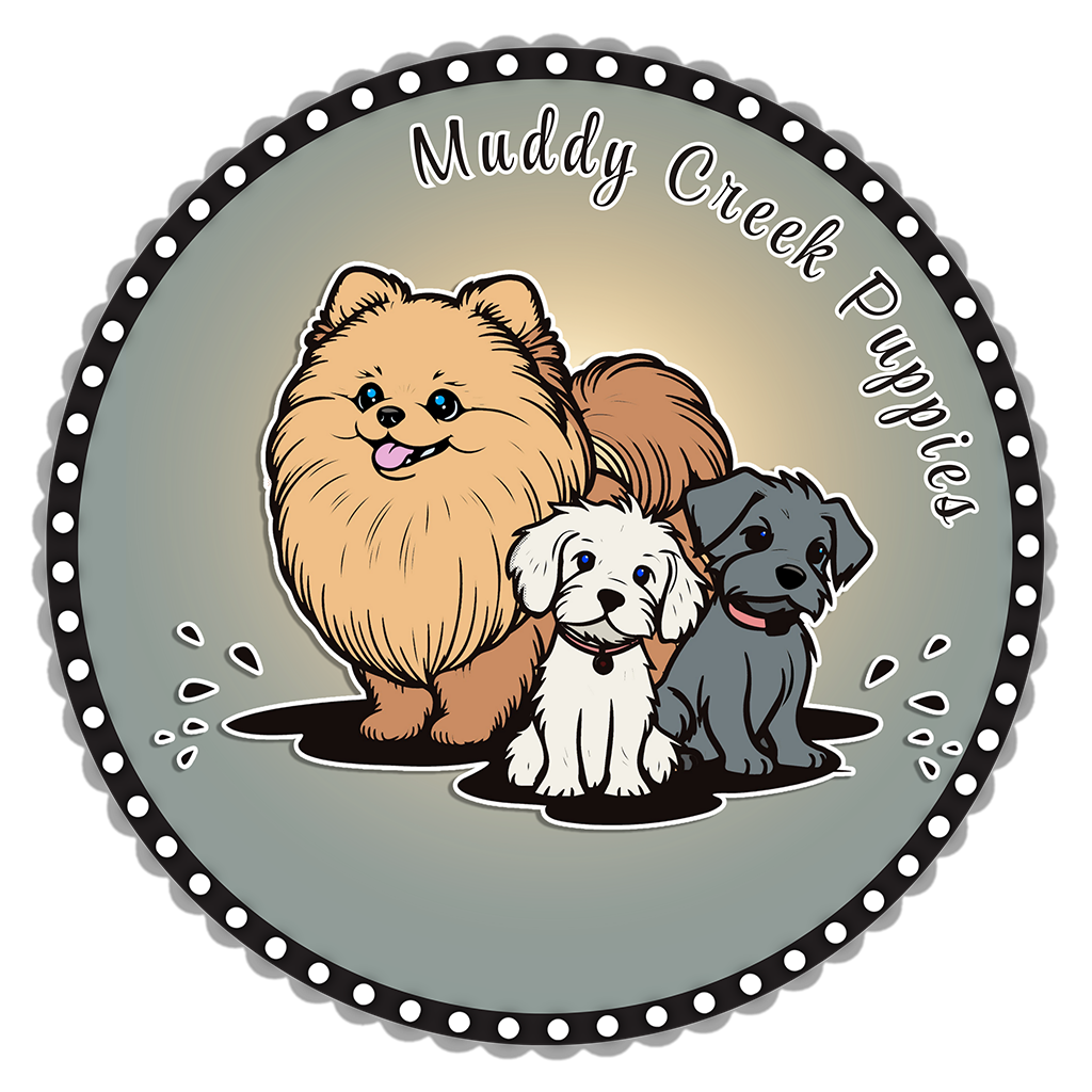 Muddy Creek Puppies Pomeranian puppies, Bernadoodle puppies, Bernese Mountain Dog, Mini Goldendoodle puppies, Pomeranian puppies and Cavapoo puppies for sale