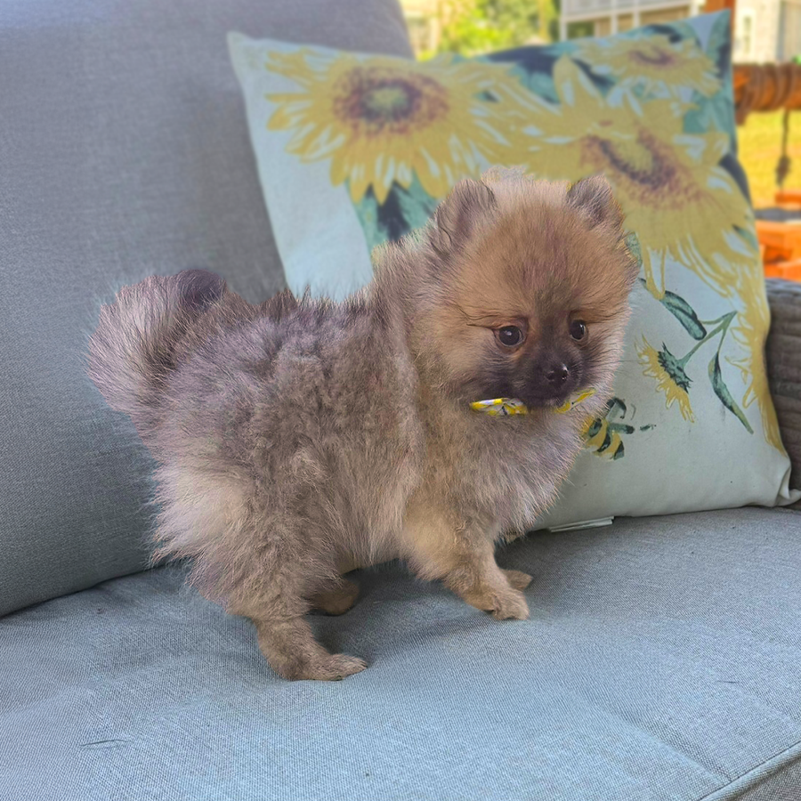 Pomeranians for sale in Ohio Muddy Creek Puppies