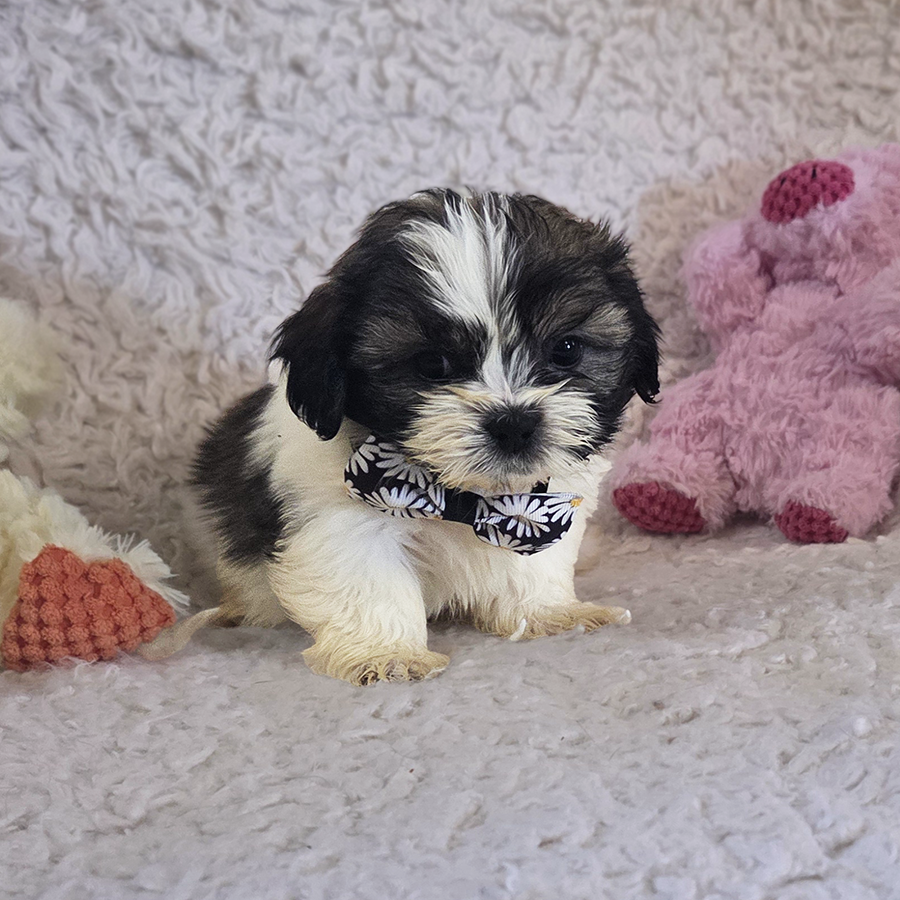 Teddy Bear puppies for sale in Ohio Muddy Creek Puppies