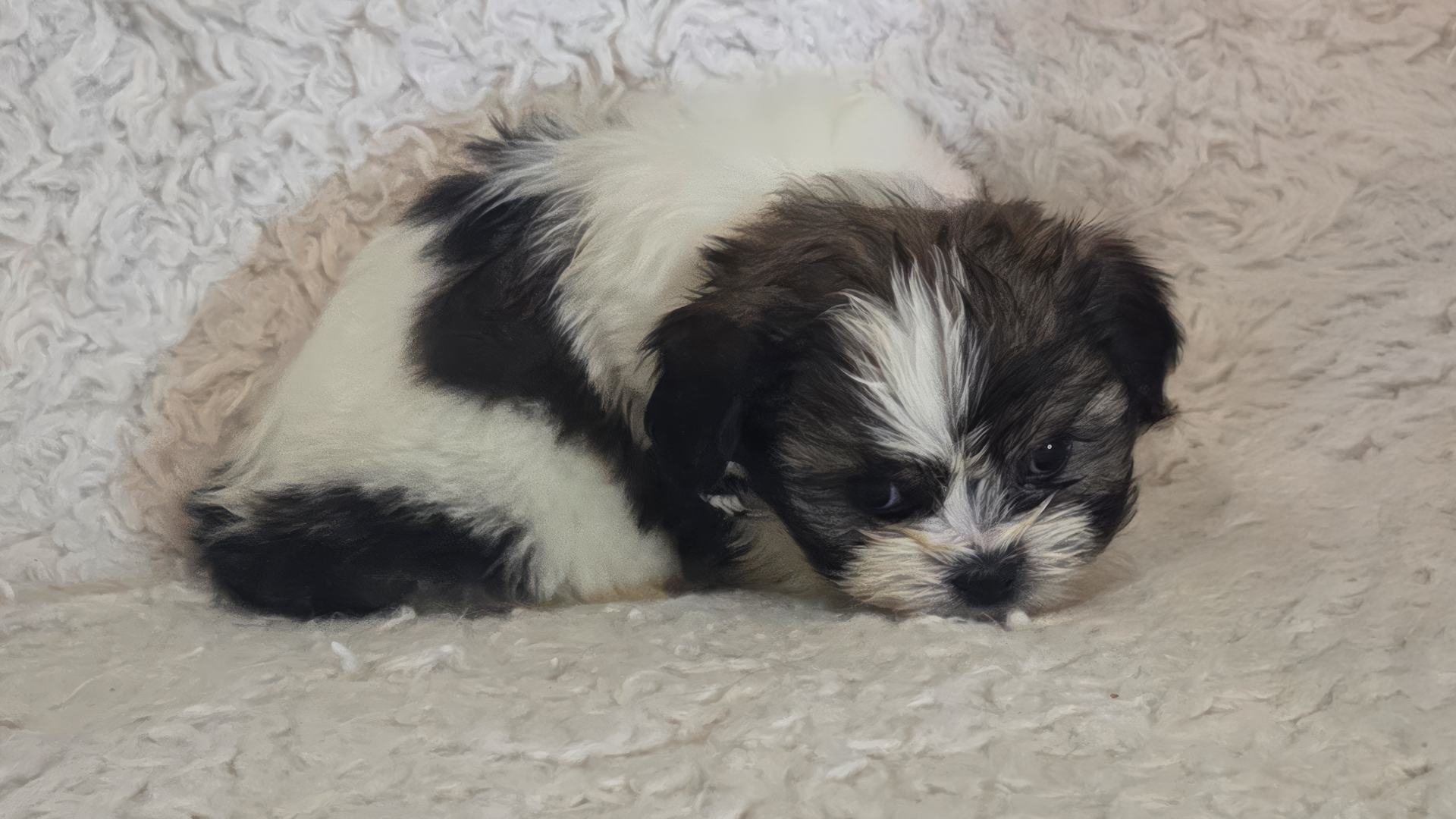 You are currently viewing What Is a Hypoallergenic Dog?