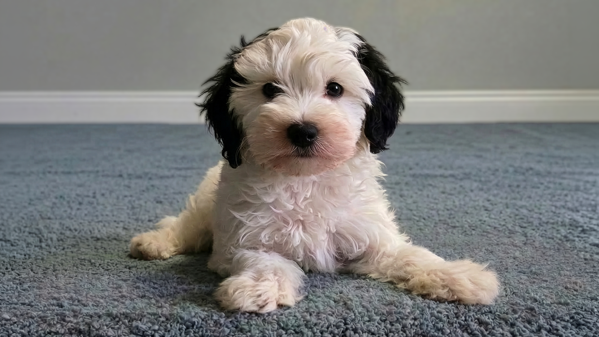 Cavapoo Puppies for Sale in Ohio Cavapoo puppy for sale in Ohio from Muddy Creek Puppies in Danville