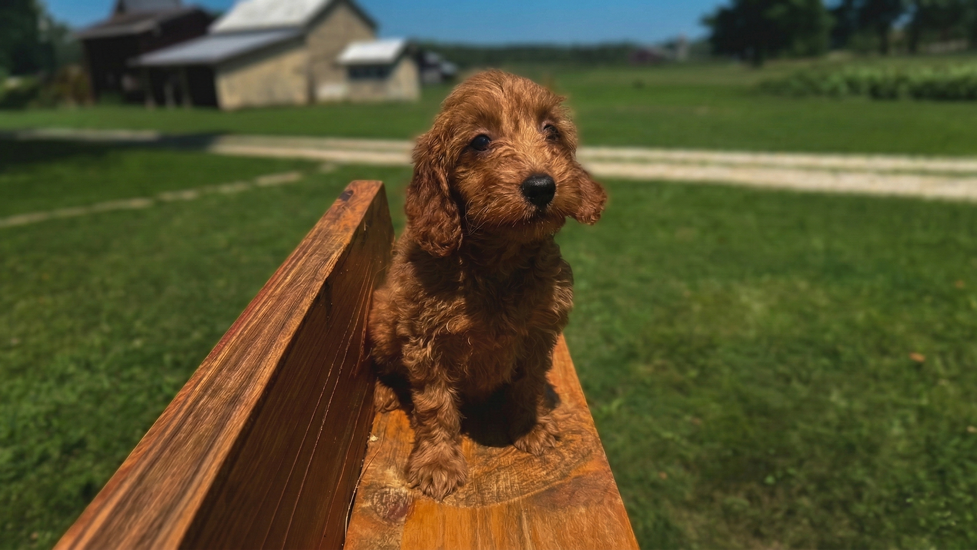 Mini Goldendoodle puppy at Muddy Creek Puppies in Danville Ohio Mini Goldendoodle puppy for sale in Ohio at Muddy Creek Puppies in Danville with curly red coat sitting on a wooden bench on the farm